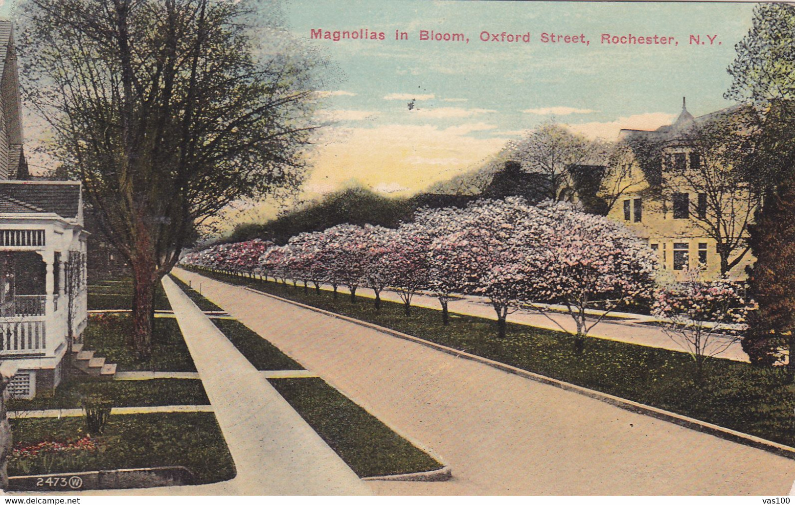 New York Rochester Magnolias In Bloom On Oxford Street 1914 - Rochester