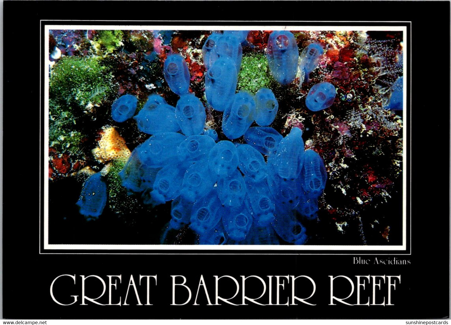 Australia Great Barrier Reef Blue Ascidians - Great Barrier Reef