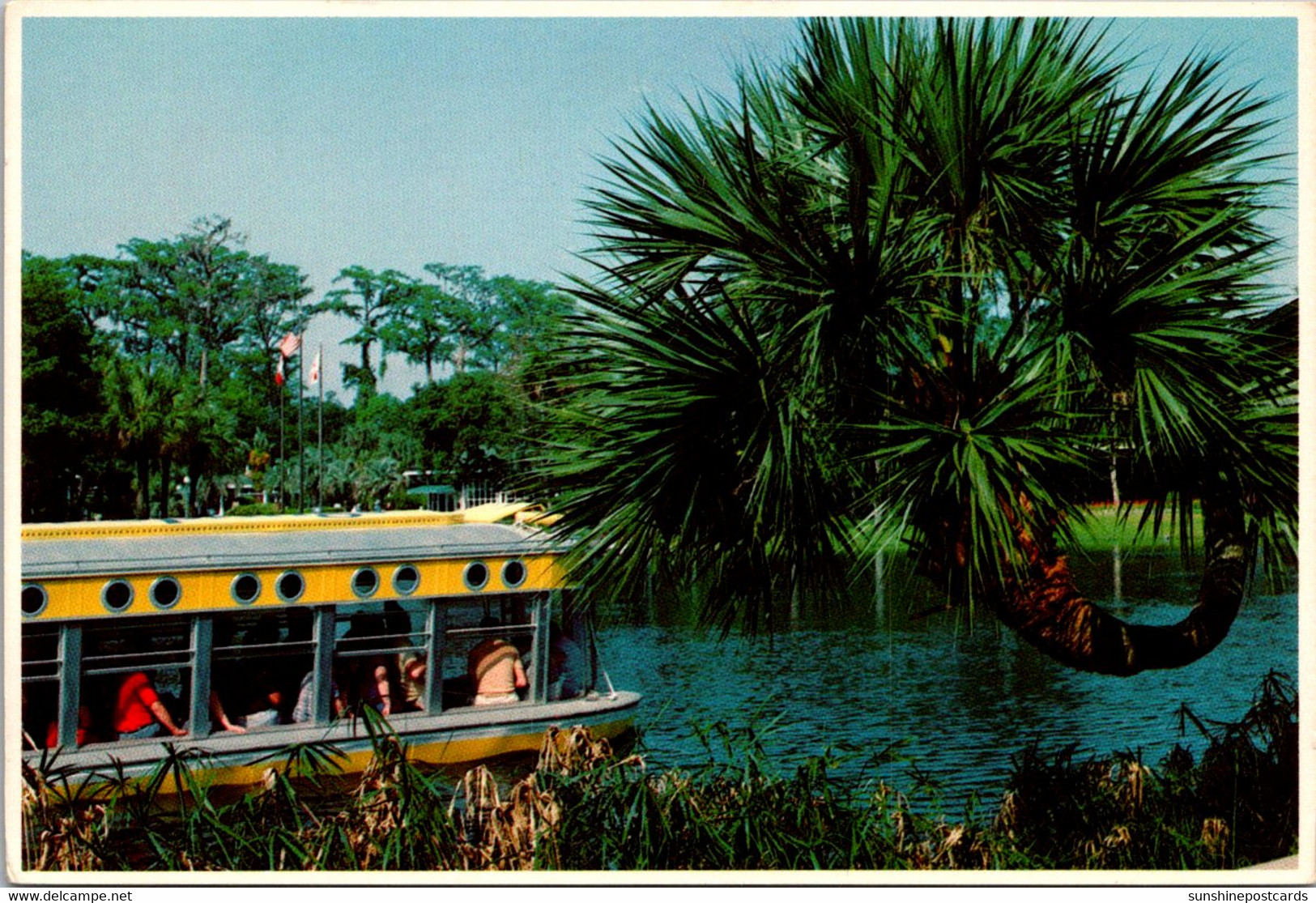 Florida Silver Springs Glass Bottom Boat And Horseshoe Palm - Silver Springs