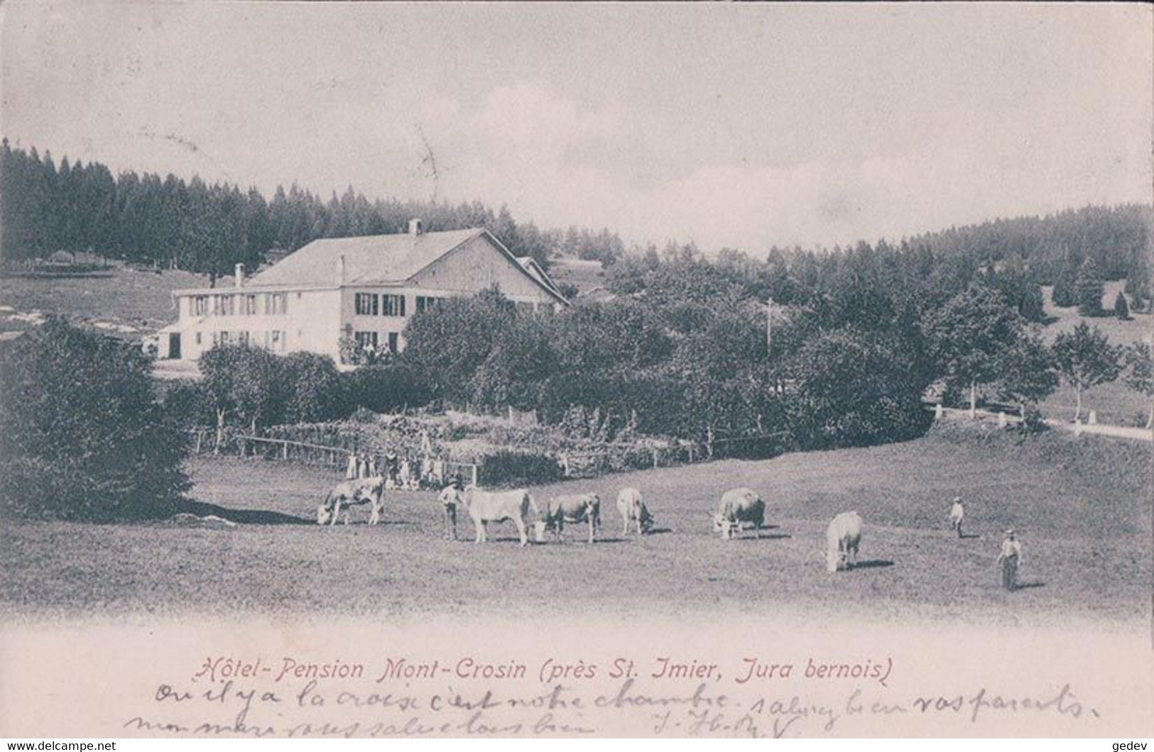 St Imier BE, Hôtel Pension Mont Crosin, Troupeau Au Pâturage (5.8.1906) - Saint-Imier 