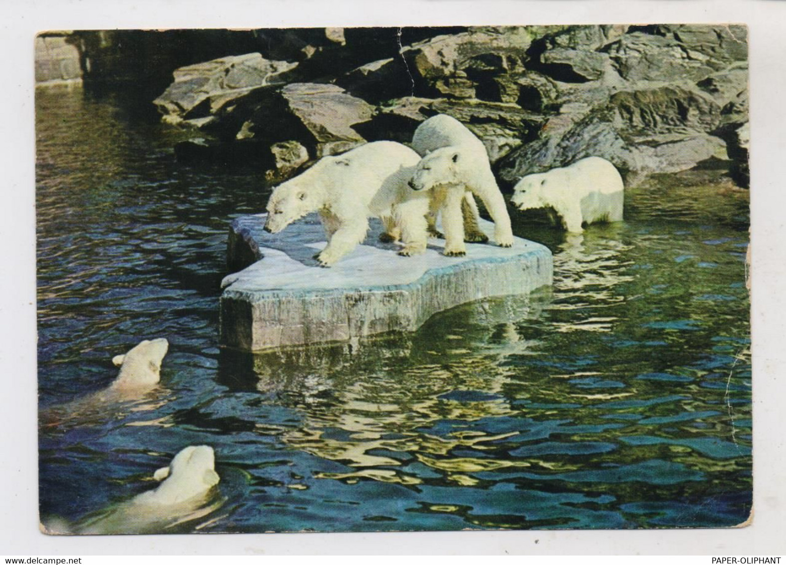 1000 BERLIN - FRIEDRICHSFELD, Tierpark Berlin (Zoo), ,Eisbären - Hohenschoenhausen