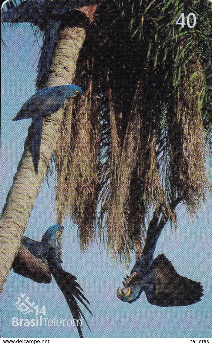 TARJETA DE BRASIL DE UNOS LOROS (PARROT-GUACAMAYO) - Loros