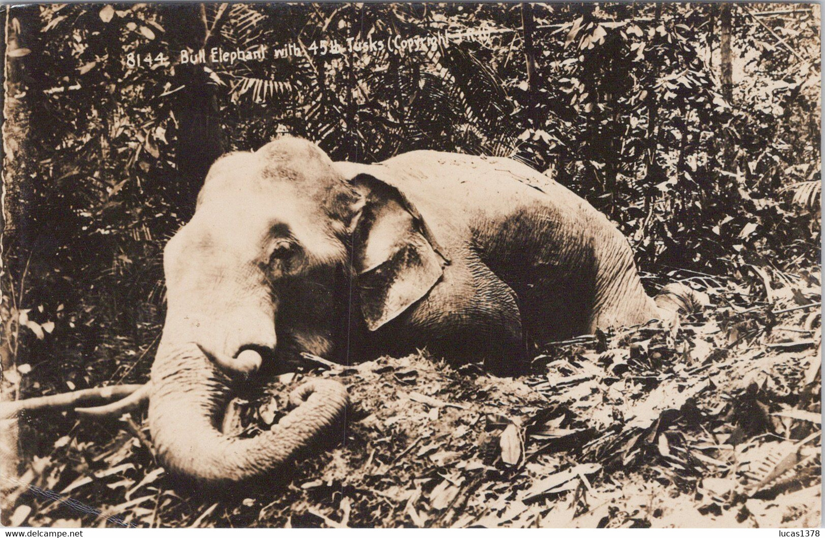 MALAYSIE / MALAISIE / HUNTING /  CHASSE A L'ELEPHANT / BULL ELEPHANT WITH 45 TUSKS / L. R. HUBBACK / RARE CARTE PHOTO - Malaysia