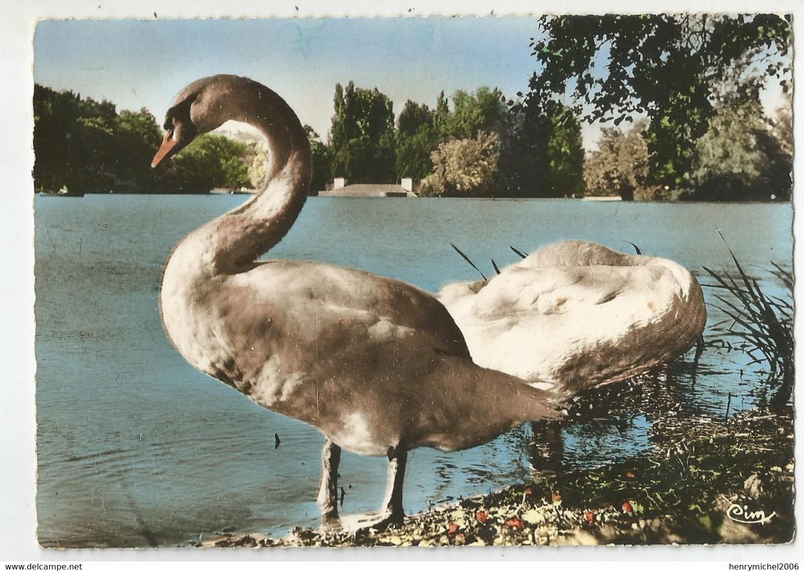 Zoo Les Cygnes  Au Parc De La Tete D'or Lyon - Uccelli