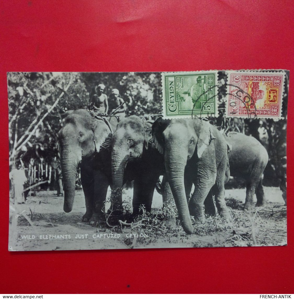 WILD ELEPHANTS JUST CAPTURED CEYLON - Sri Lanka (Ceylon)