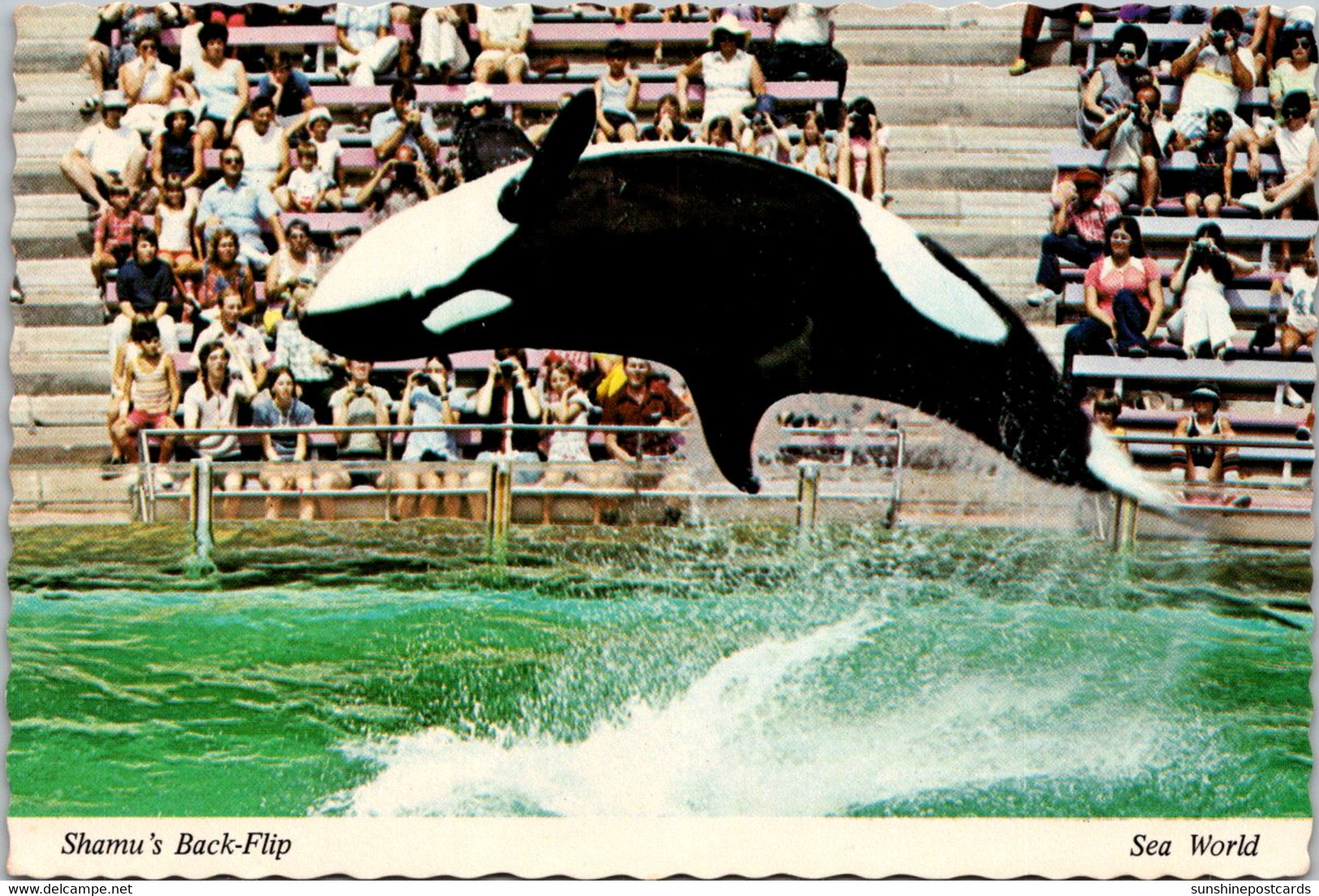 Florida Orlando Sea World Shamu Show Shamu's Back Flip - Orlando