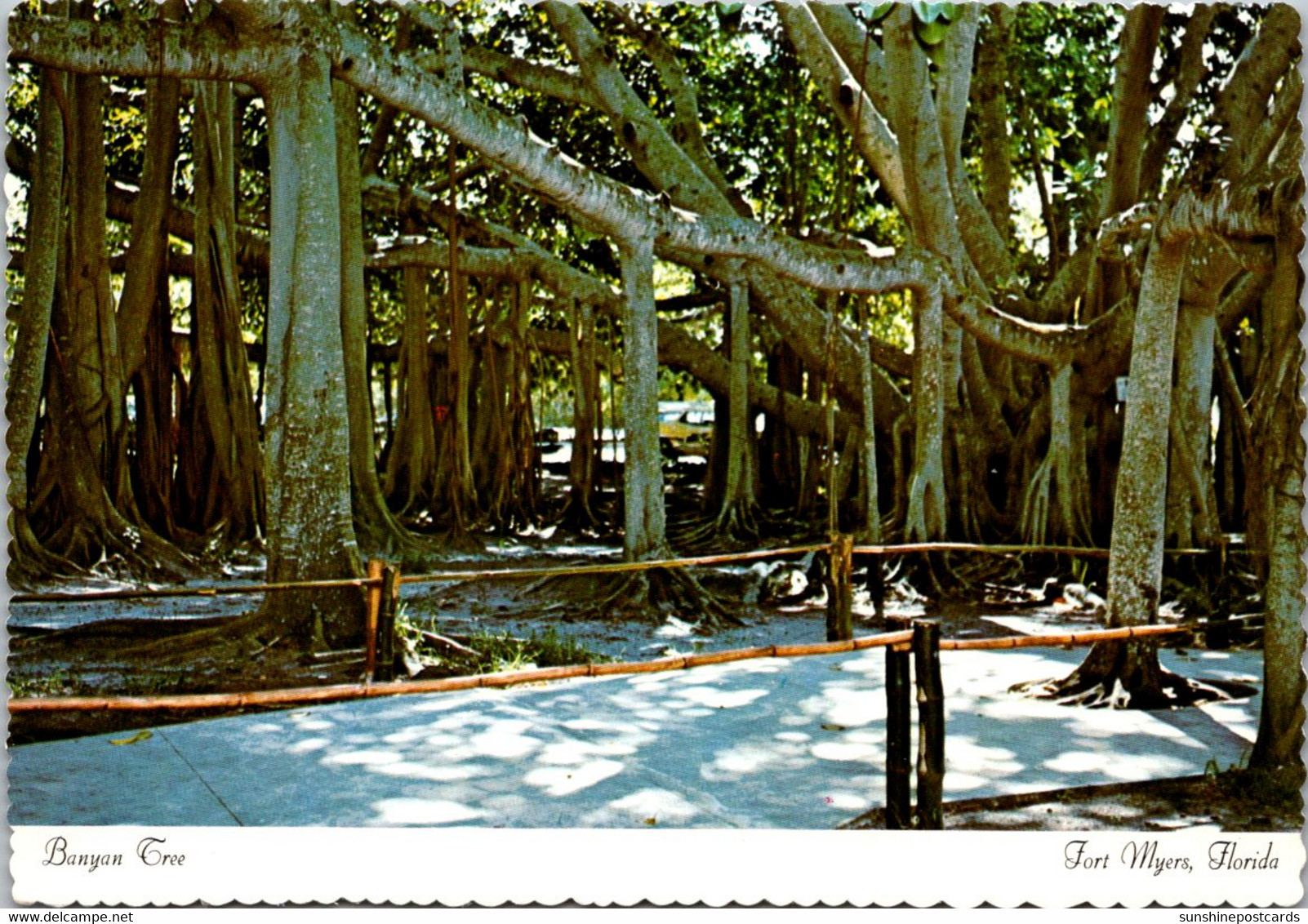 Florida Fort Myers Edison Winter Home The Banyan Tree - Fort Myers