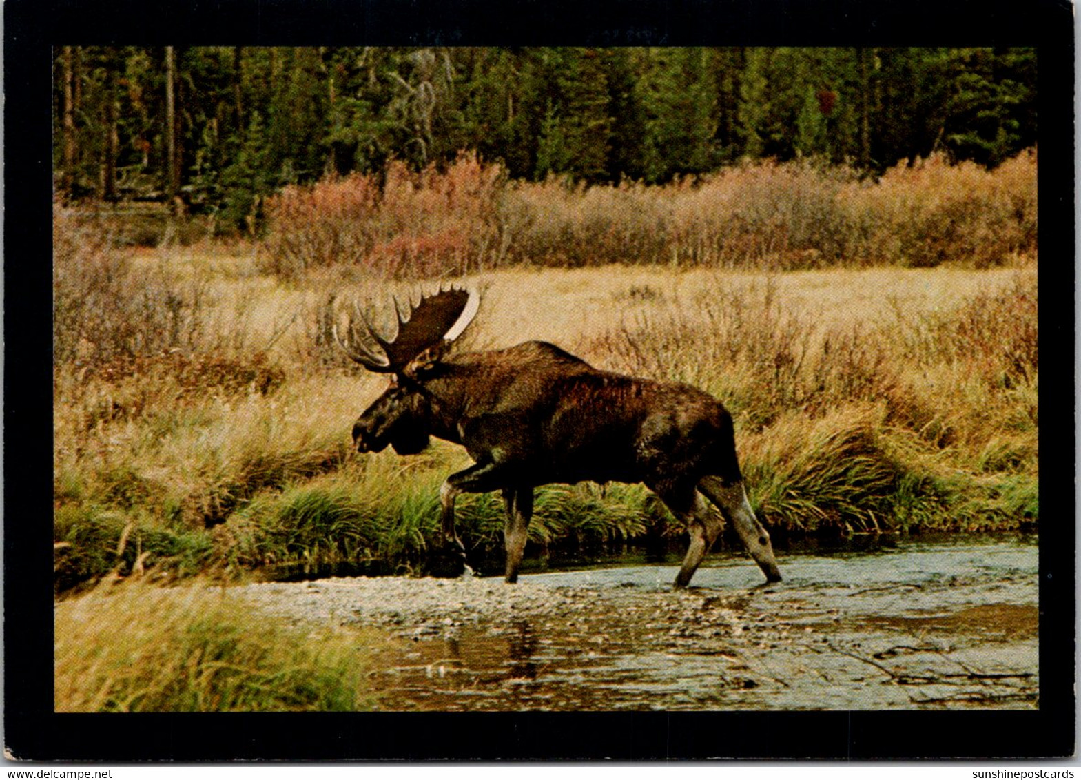 Bull Moose Heads For Shore Northern Rocky Mountains - Taureaux