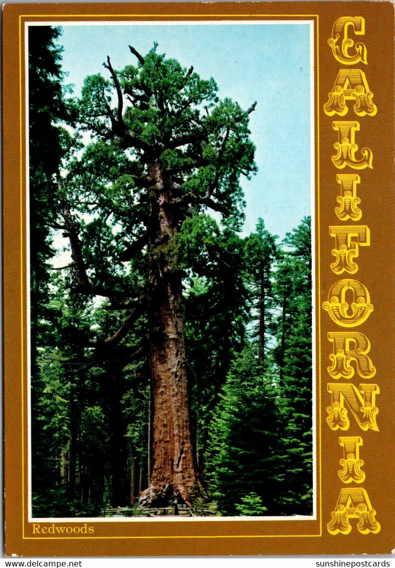 California Yosemite Mariposa Grove Of Big Trees "The Grizzly Giant" 1992 - Yosemite