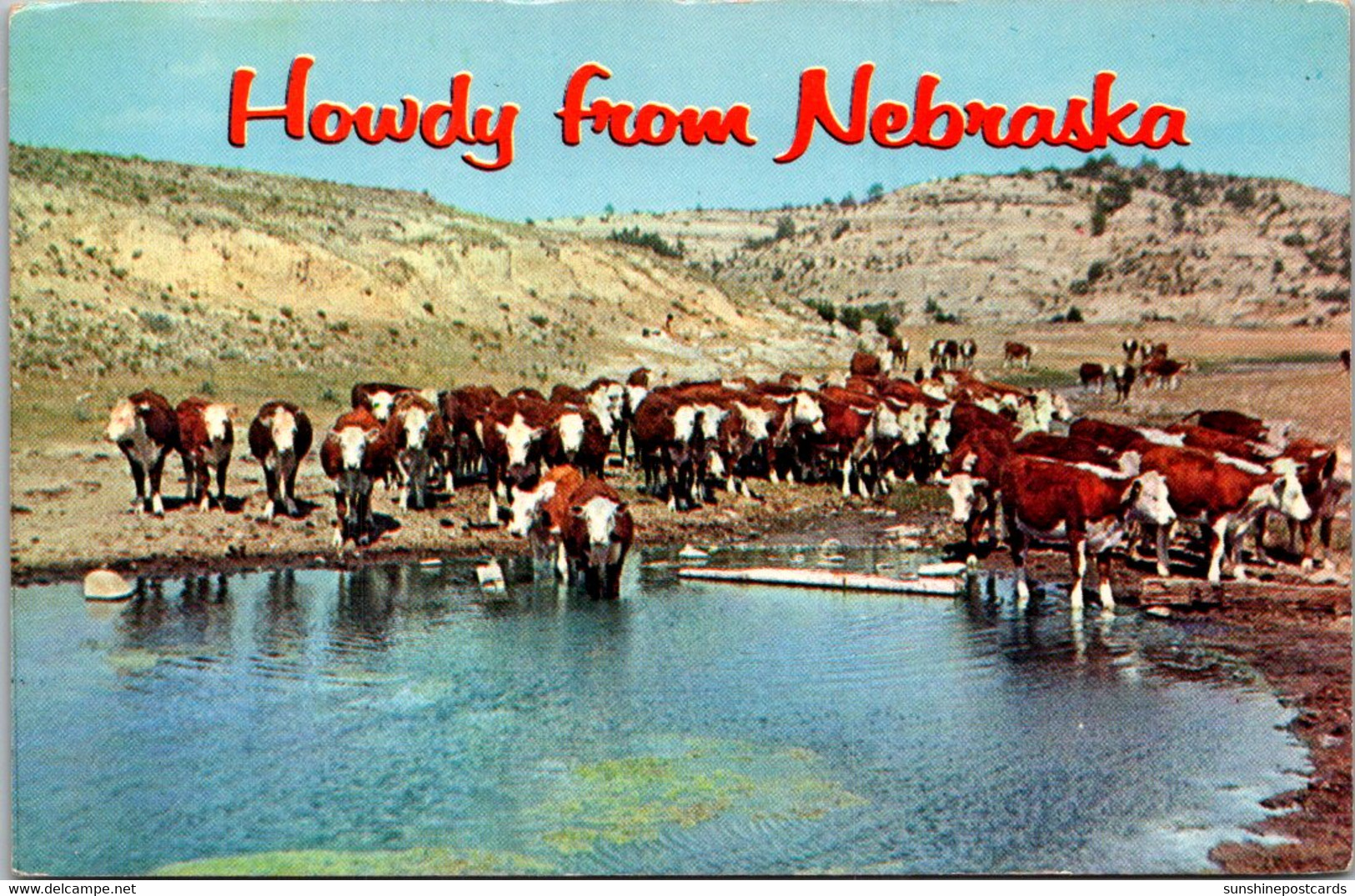 Nebraska Howdy With Cattle At Their Water Hole - Otros & Sin Clasificación