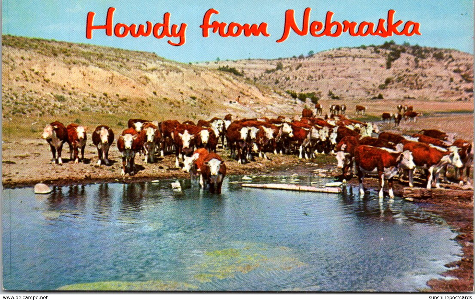 Nebraska Howdy With Cattle At Their Water Hole - Autres & Non Classés