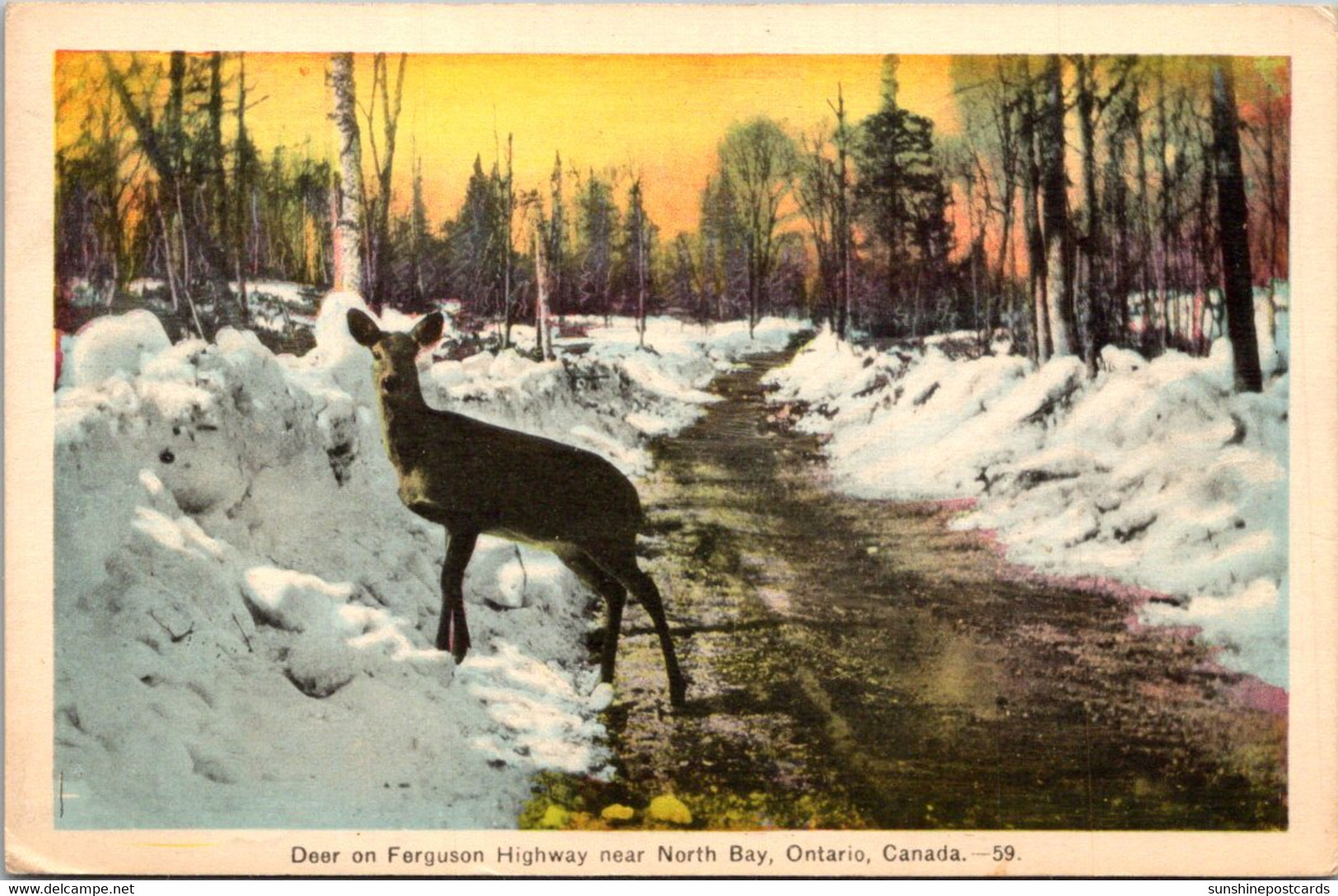 Canada Ontario Deer On Ferguson Highway Near North Bay - North Bay