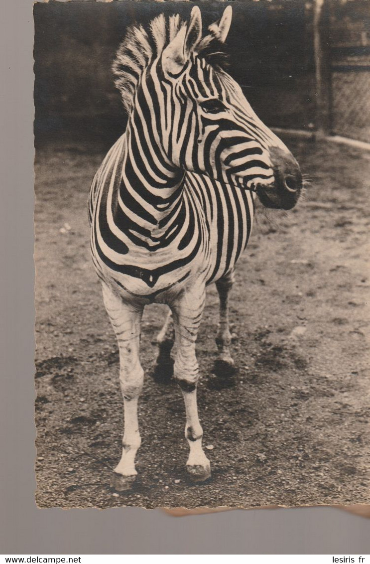 C.P. - PHOTO - ZEBRE - 4911-22 - VAN DE POLL - - Zebra's