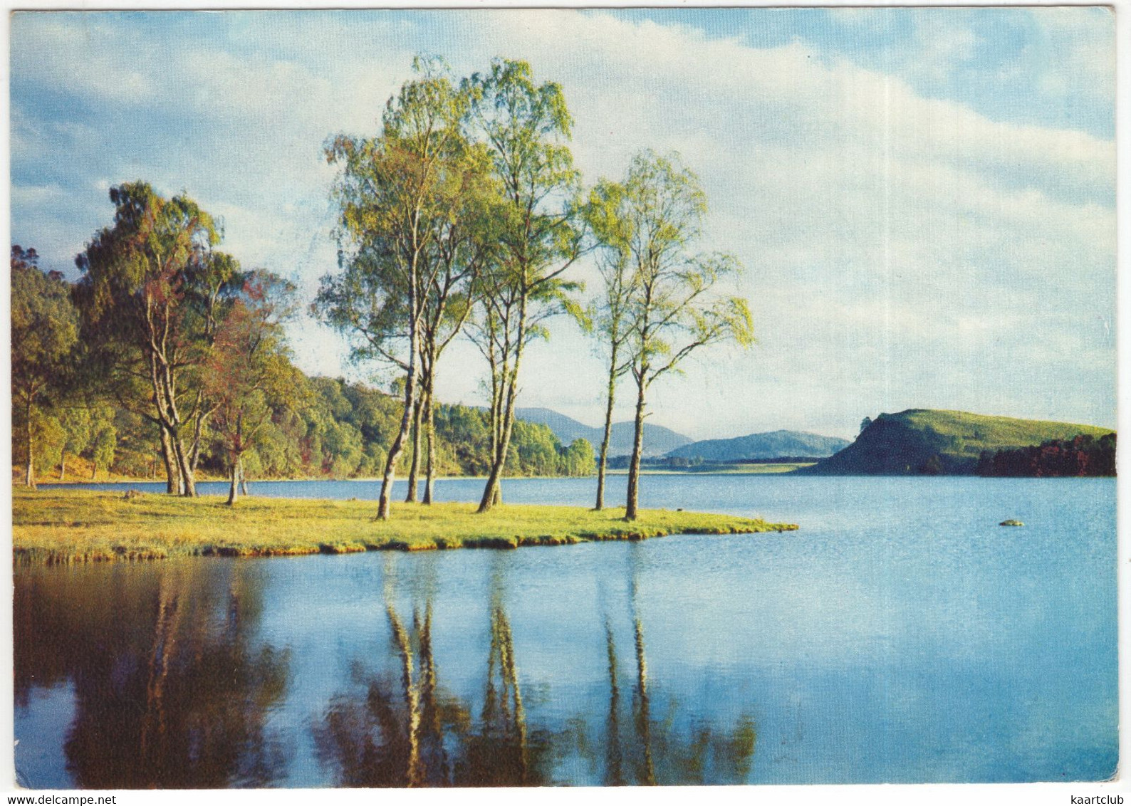 Silver Birches By Loch Pityoulish, Inverness-shire - (Scotland) - Inverness-shire