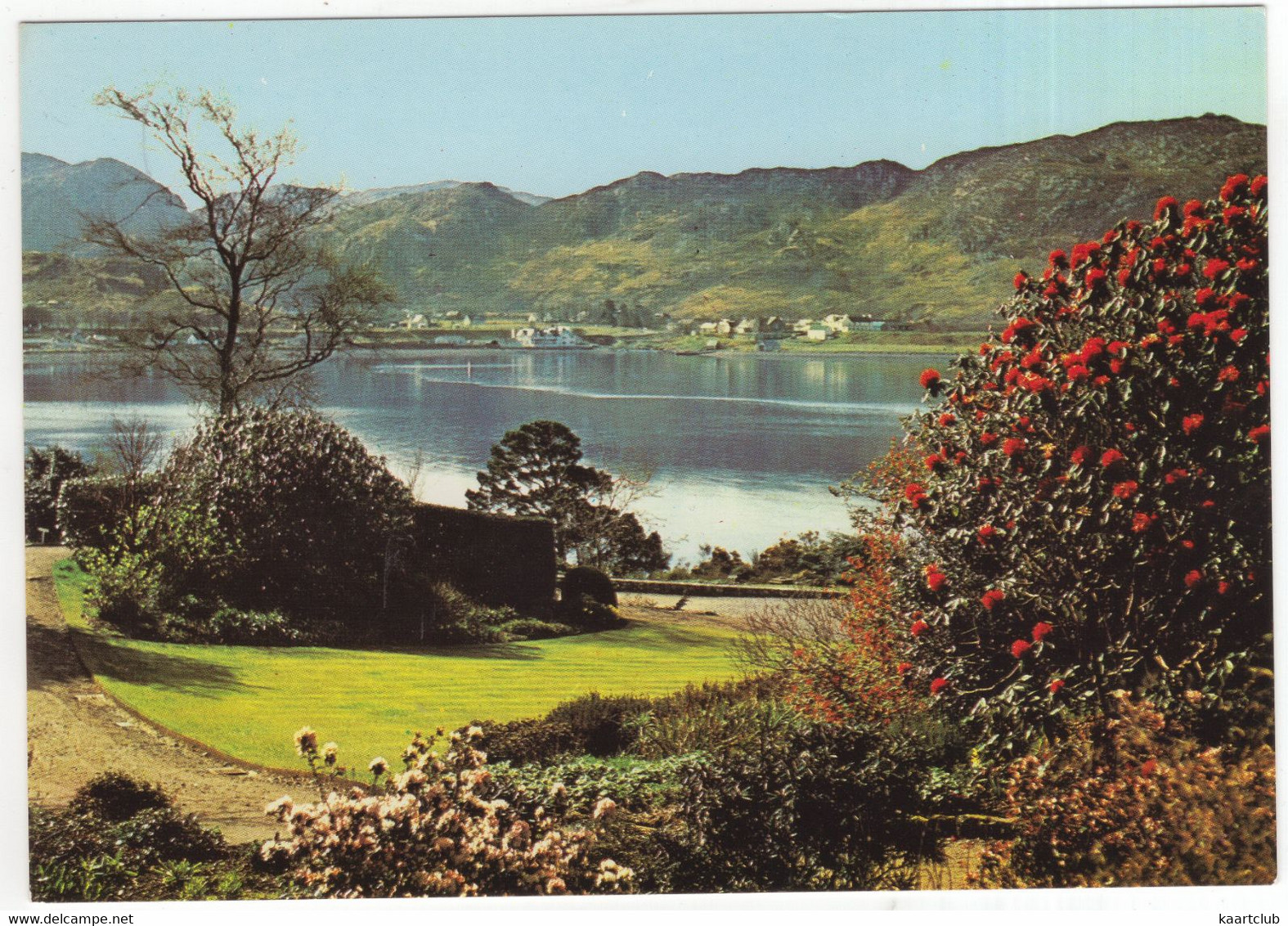 Rhododendrons In 'America', A Colourfull Corner Of Interewe Garden  - (Scotland) - Ross & Cromarty