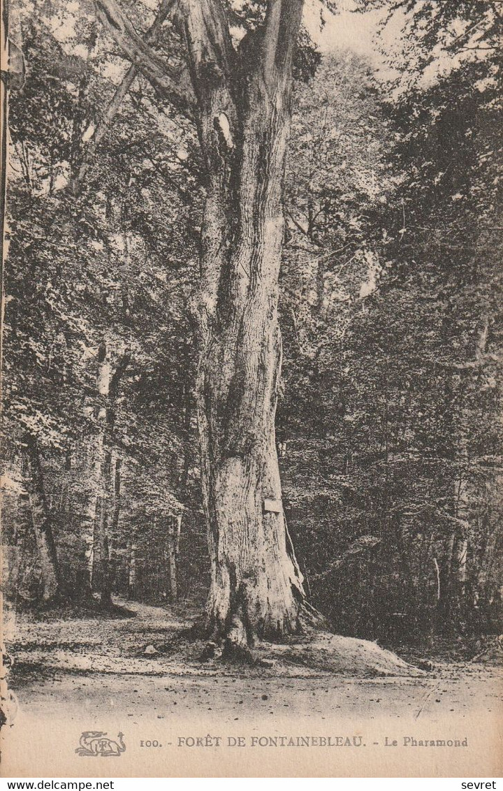 Forêt De Fontainebleau. - Le Pharamond - Bäume