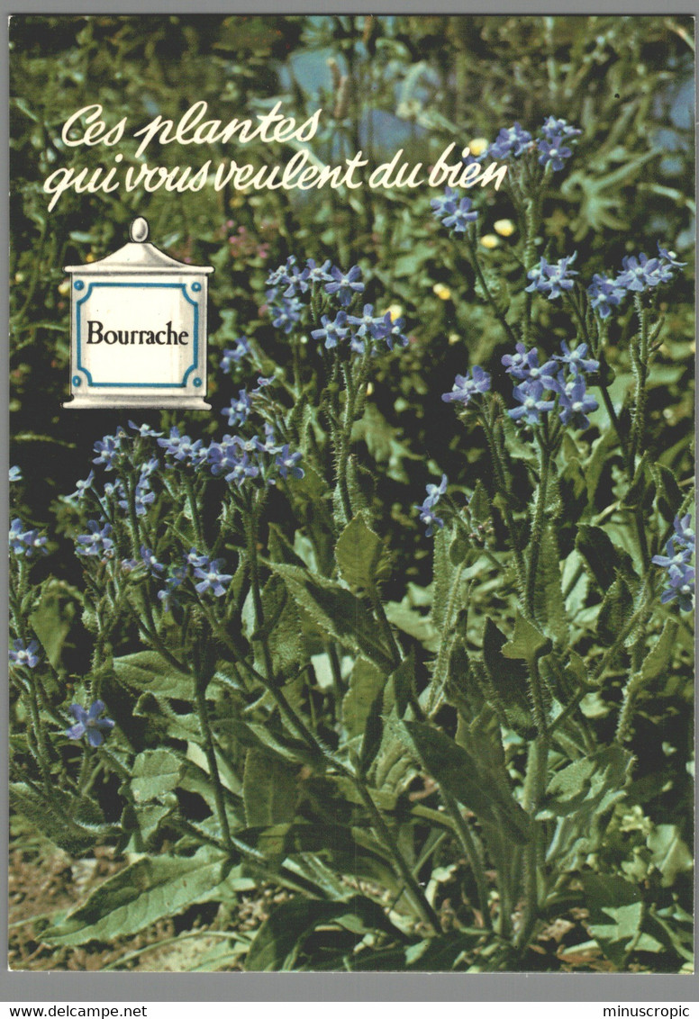 CPM - Ces Plantes Qui Vous Veulent Du Bien - Bourrache - Medicinal Plants