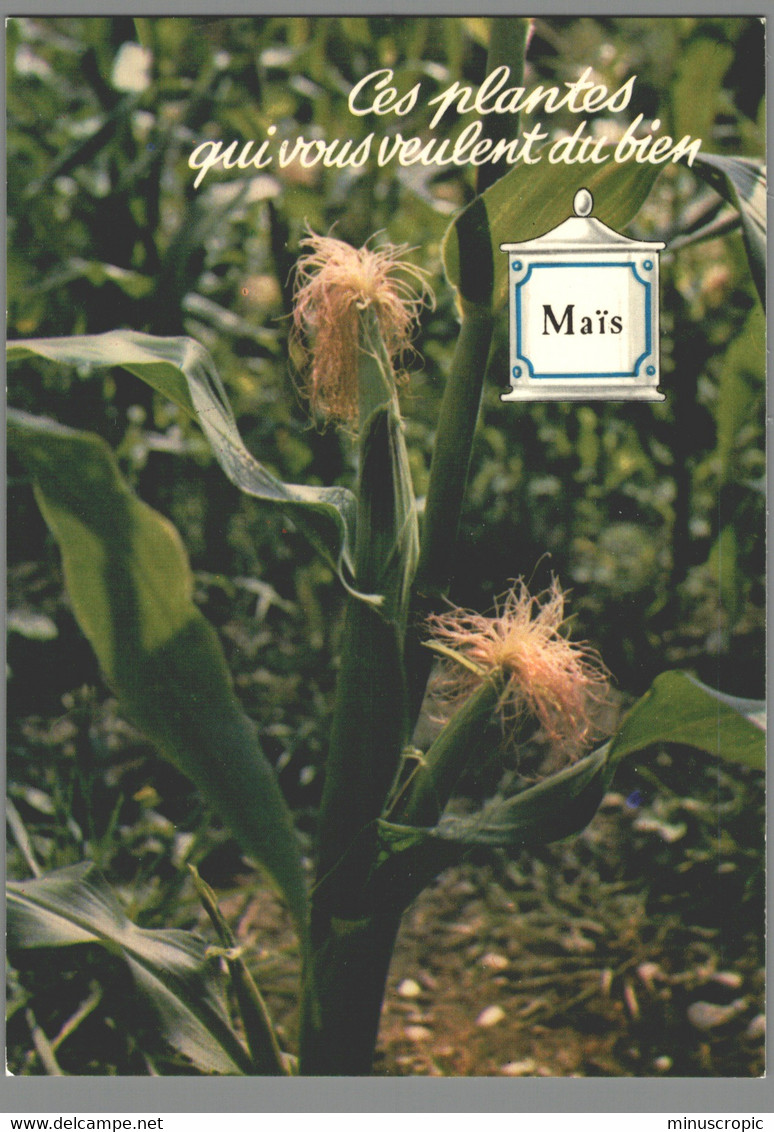 CPM - Ces Plantes Qui Vous Veulent Du Bien - Maïs - Heilpflanzen