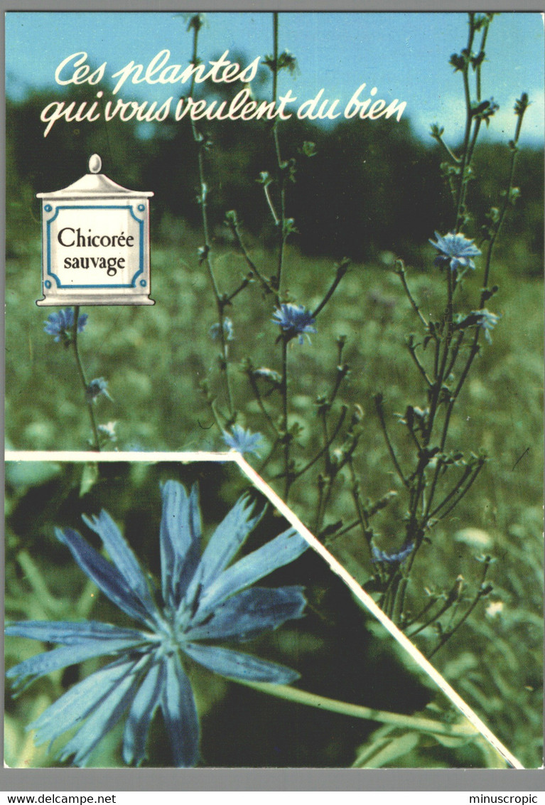 CPM - Ces Plantes Qui Vous Veulent Du Bien - Chicorée Sauvage - Heilpflanzen