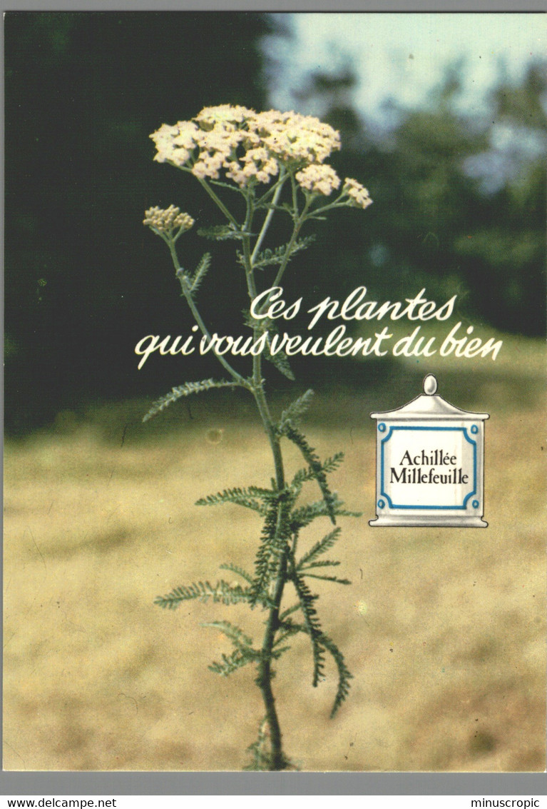 CPM - Ces Plantes Qui Vous Veulent Du Bien - Achillée Millefeuille - Medicinal Plants