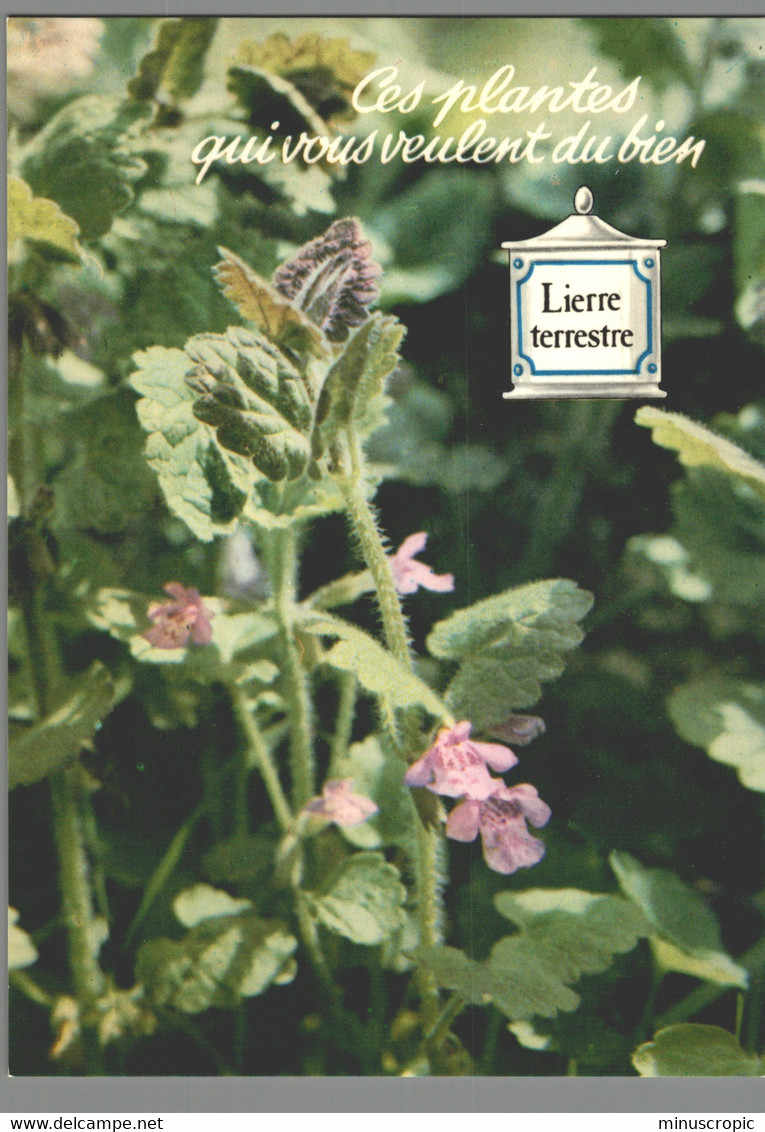 CPM - Ces Plantes Qui Vous Veulent Du Bien - Lierre Terrestre - Medicinal Plants