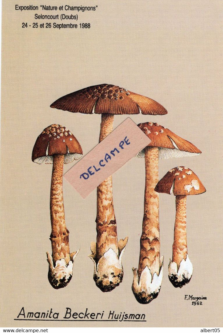 Amanita Beckeri Huijsman - Mushrooms