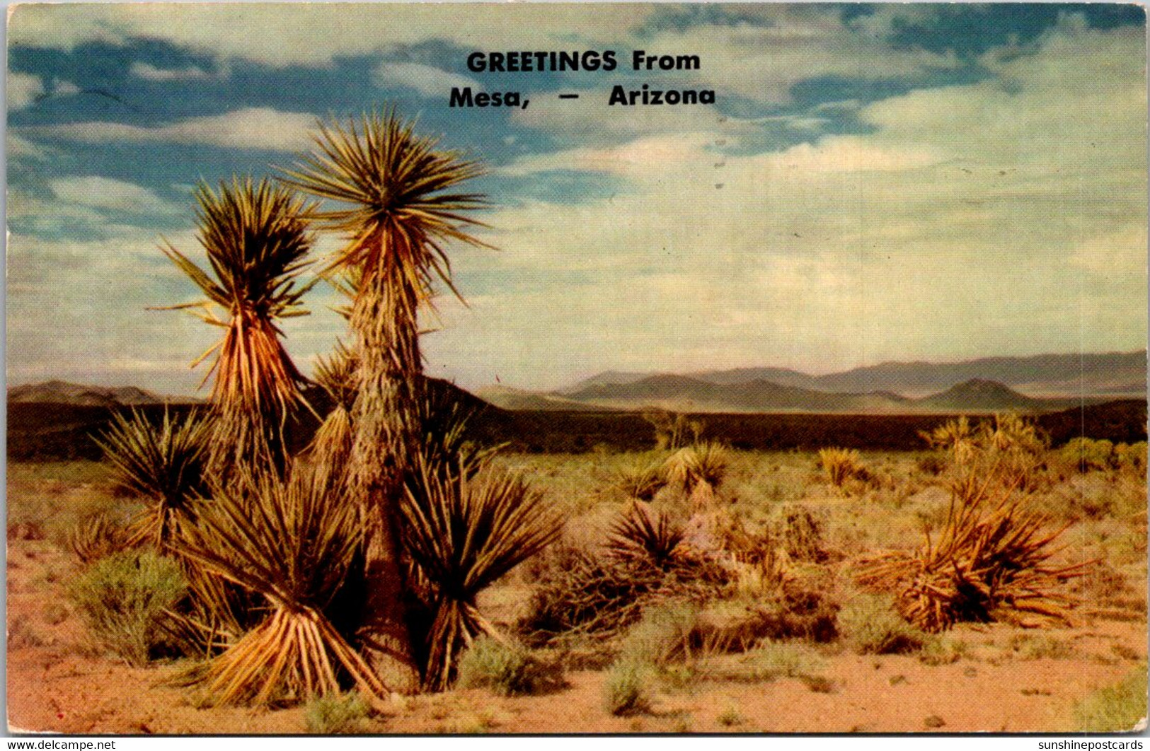 Arizona Greetings From Mesa Showing Desert And Yucca 1953 - Mesa