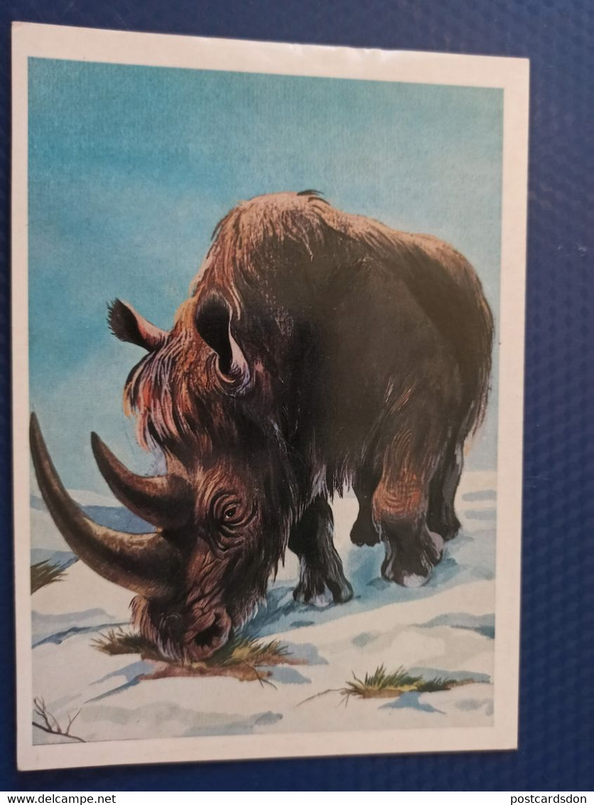 Rhino Ancestor  - Old Postcard  - Woolly Rhinoceros 1986 - Rinoceronte