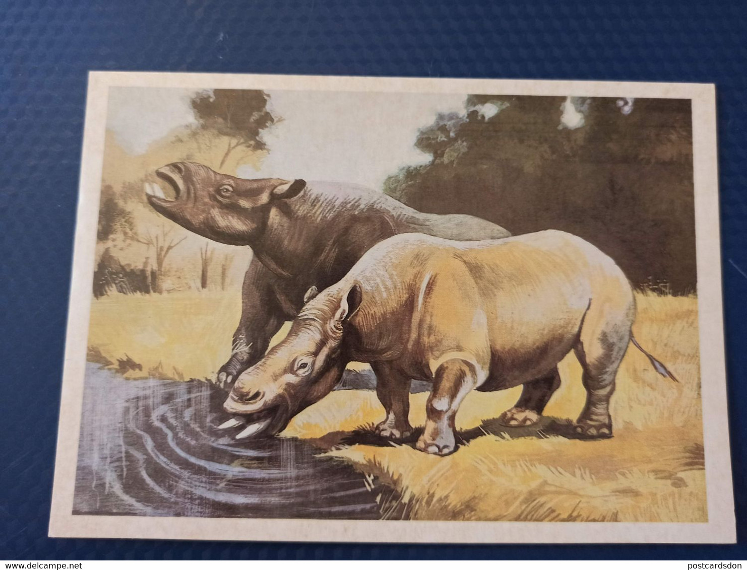 Rhino Ancestor  - Old Postcard  - Chiloterium  Rhinoceros 1986 - Rhinoceros