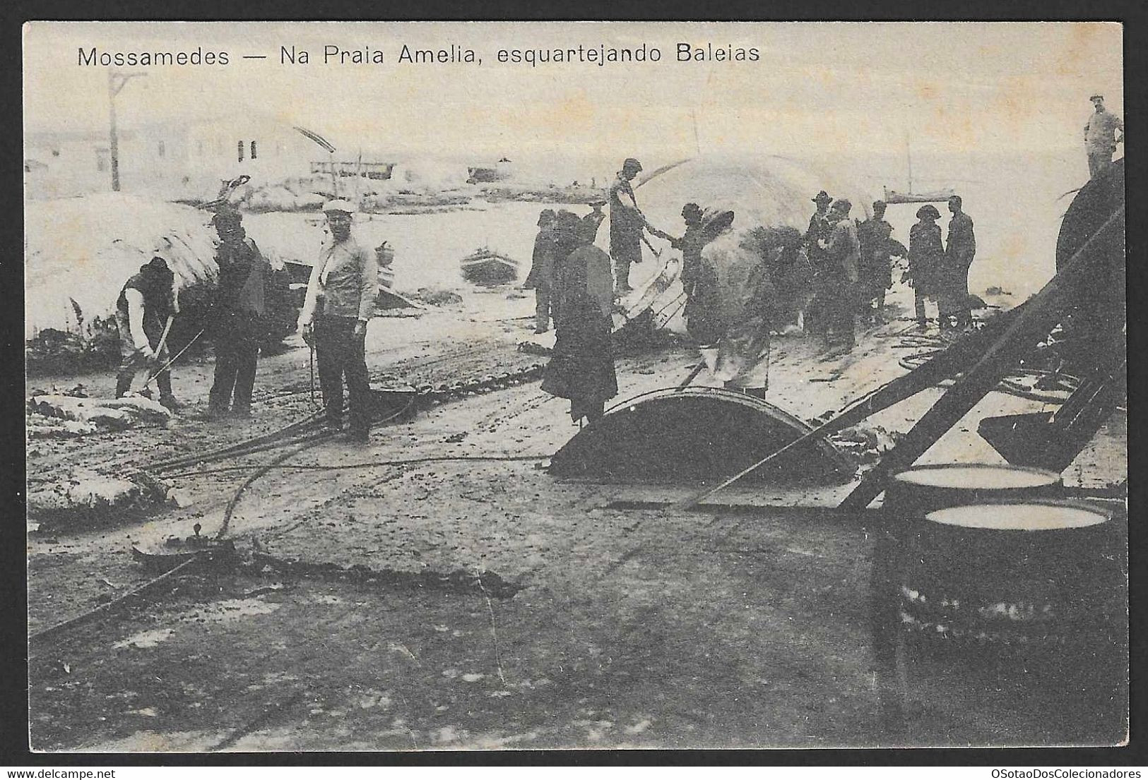 Postal Angola - Mossamedes Praia Amelia, Esquartejando Baleia - Butchering Whale Hunter Whaling Fishing Afrique Baleine - Angola
