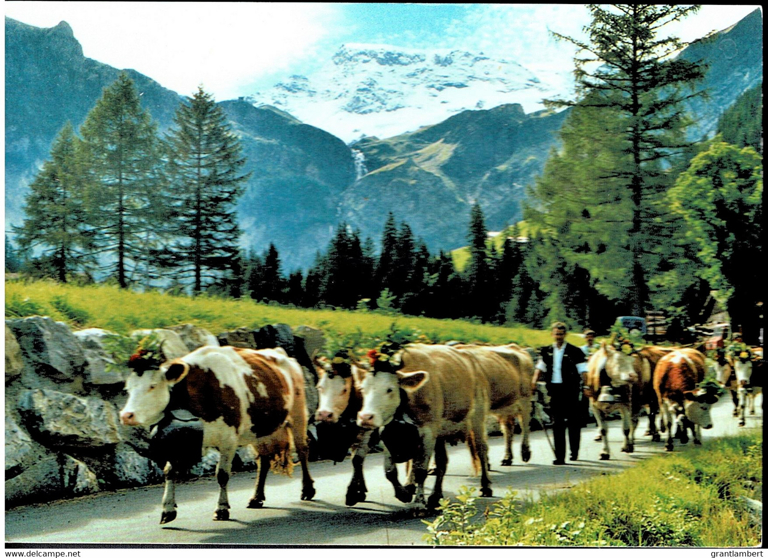 Alpabfahrt Or Cattle Drive, Wildstrubel, Switzerland -  Posted 2008 To Australia With Stamp - Trub