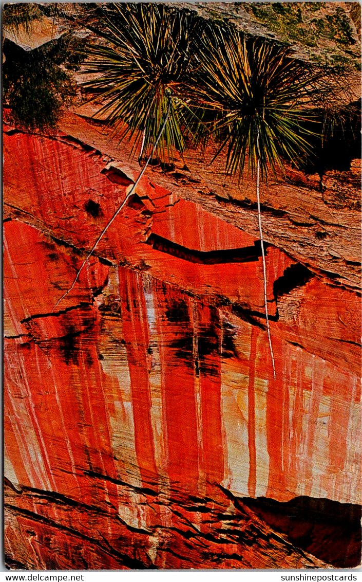 Utah Zion National Park White Cliffs Yucca And Red-Streaked Wall 1968 - Zion