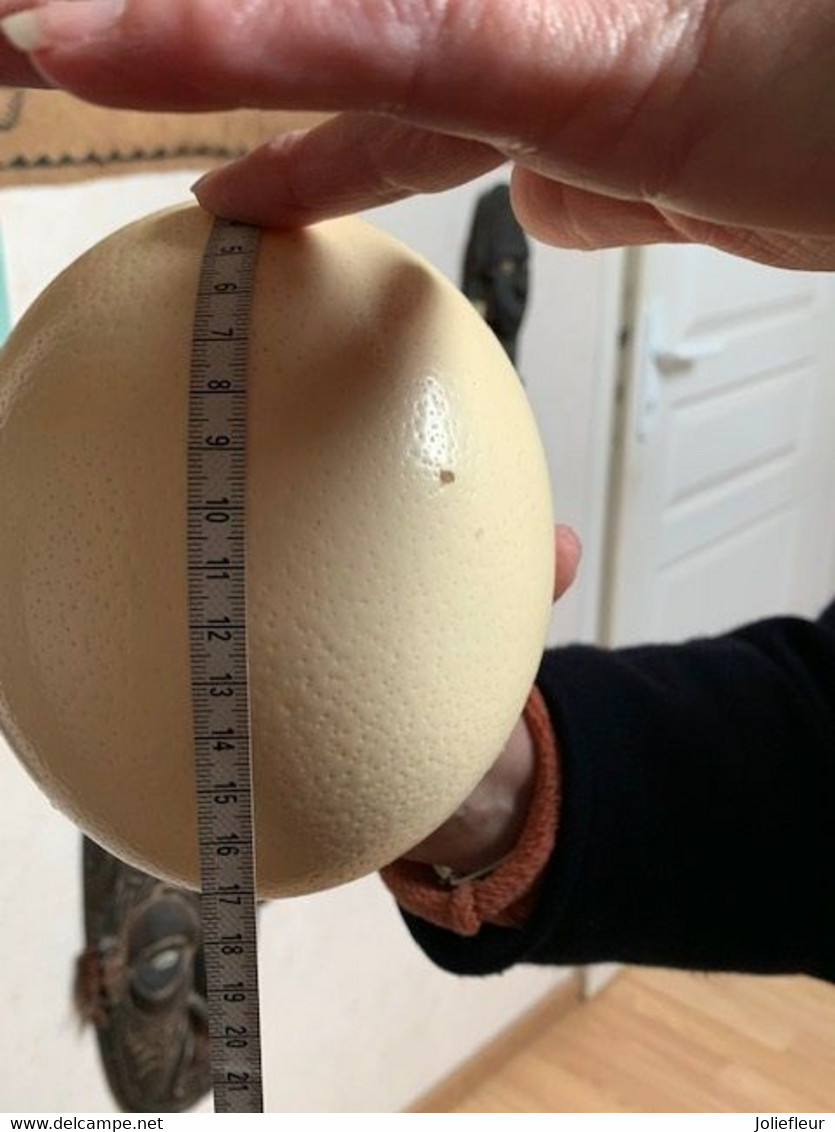 œuf D'autruche - Eier
