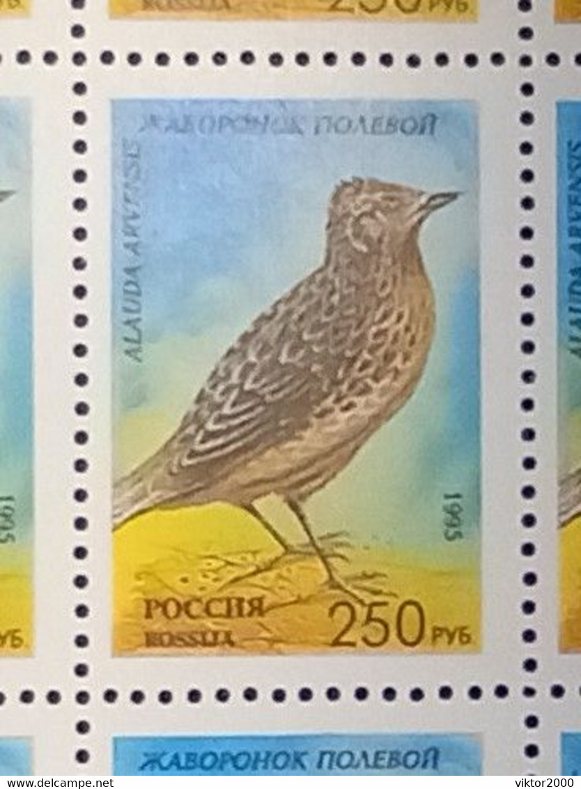 RUSSIA MNH (**)1995 Songbirds  YVERT6127-6131  Mi 440-444 - Fogli Completi