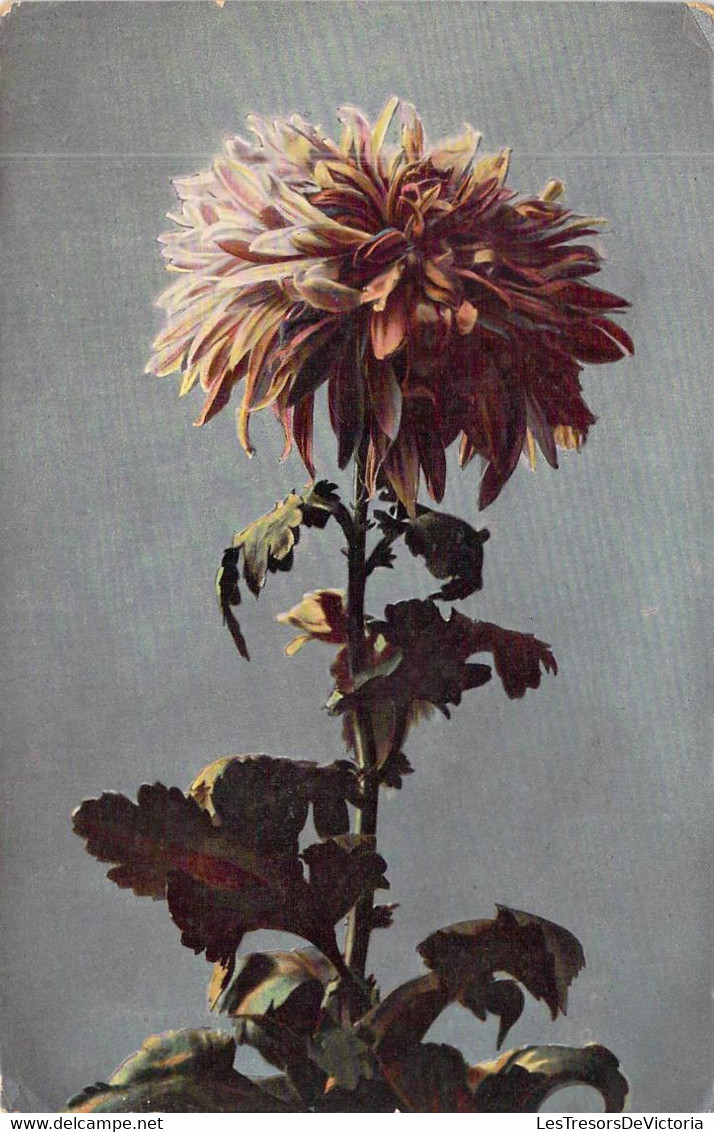 Fantaisie - Fleur - Fleur Dahlia Marron Et Jaune - Carte Postale Ancienne - Blumen