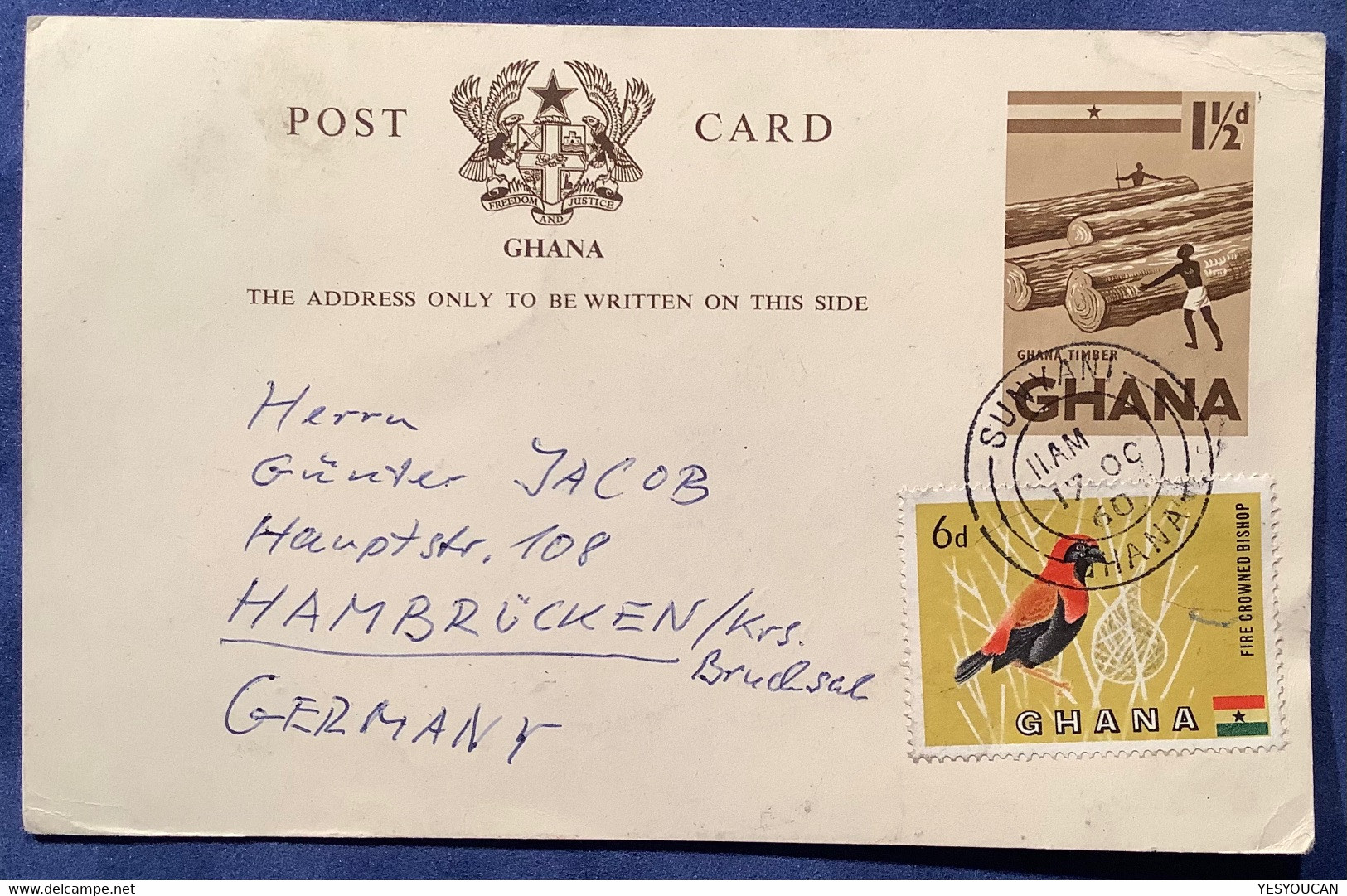 Ghana 1959 Postal Stationery Card 1 1/2d RARE Commercial Usage From SUNYANI 1960 (Gold Coast Timber Wood Arbre Bois Bird - Ghana (1957-...)