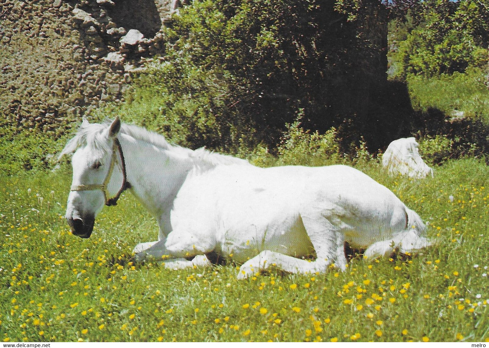 CPSM - (29) COMBRIT - Association équestre De Roscanvel-" L'asile Pour Chevaux âgés Ou Malheureux". - Combrit Ste-Marine