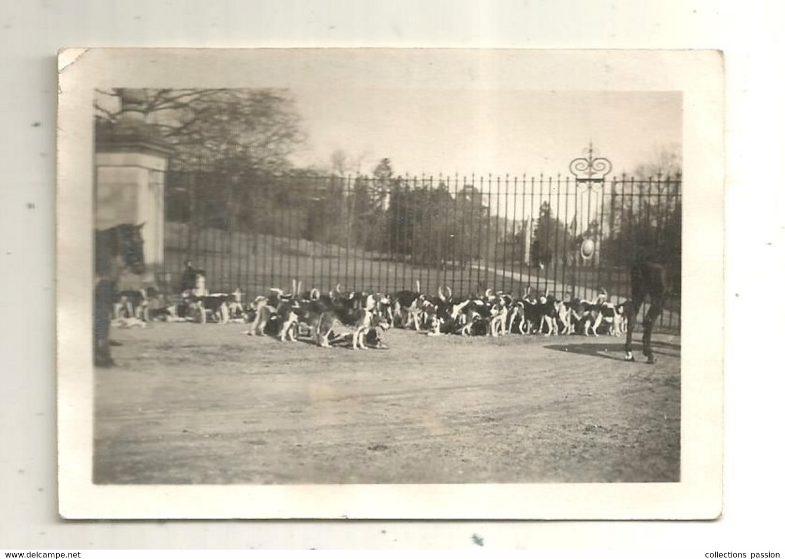 Photographie  , Sports , Chasse à Courre, Meute De Chiens,  90 X 65 Mm - Sporten