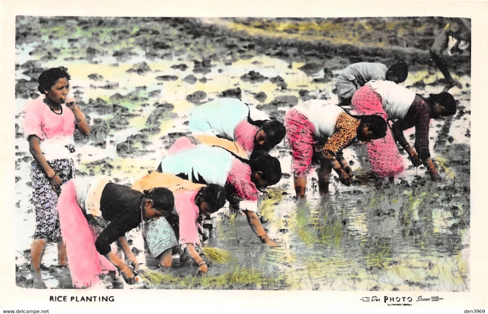 NEPAL - Rice Planting - Plantation De Riz, Rizière - Das Photo Stores, Katmandou - Nepal