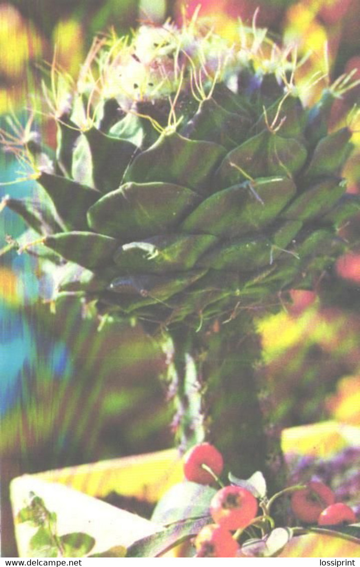 Cactus Obergonia Denegrii 1974 - Cactusses