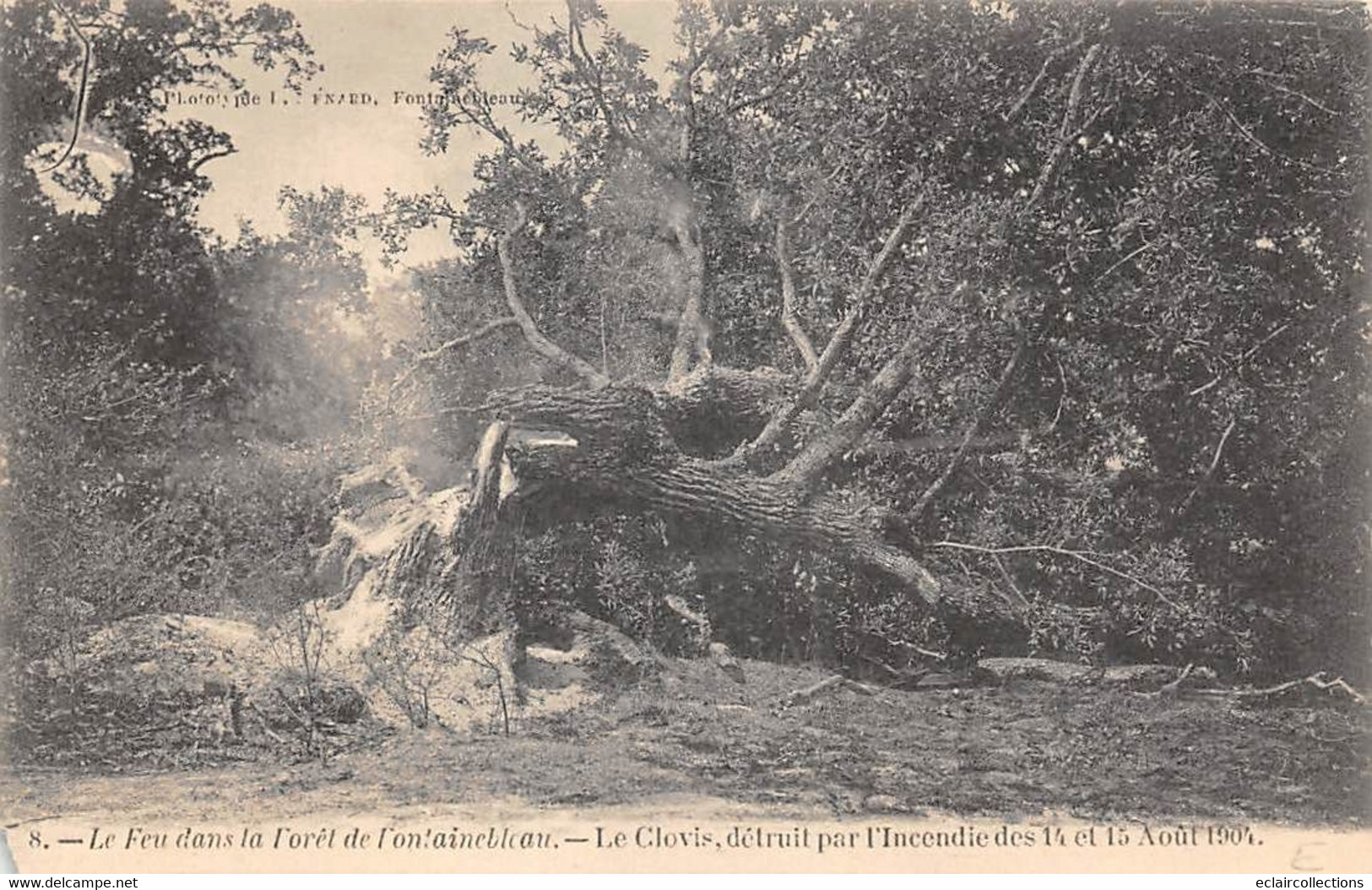 Fontainebleau           77          Le Clovis. Arbre Détruit Par L'incendie En 1904    (voir Scan) - Fontainebleau