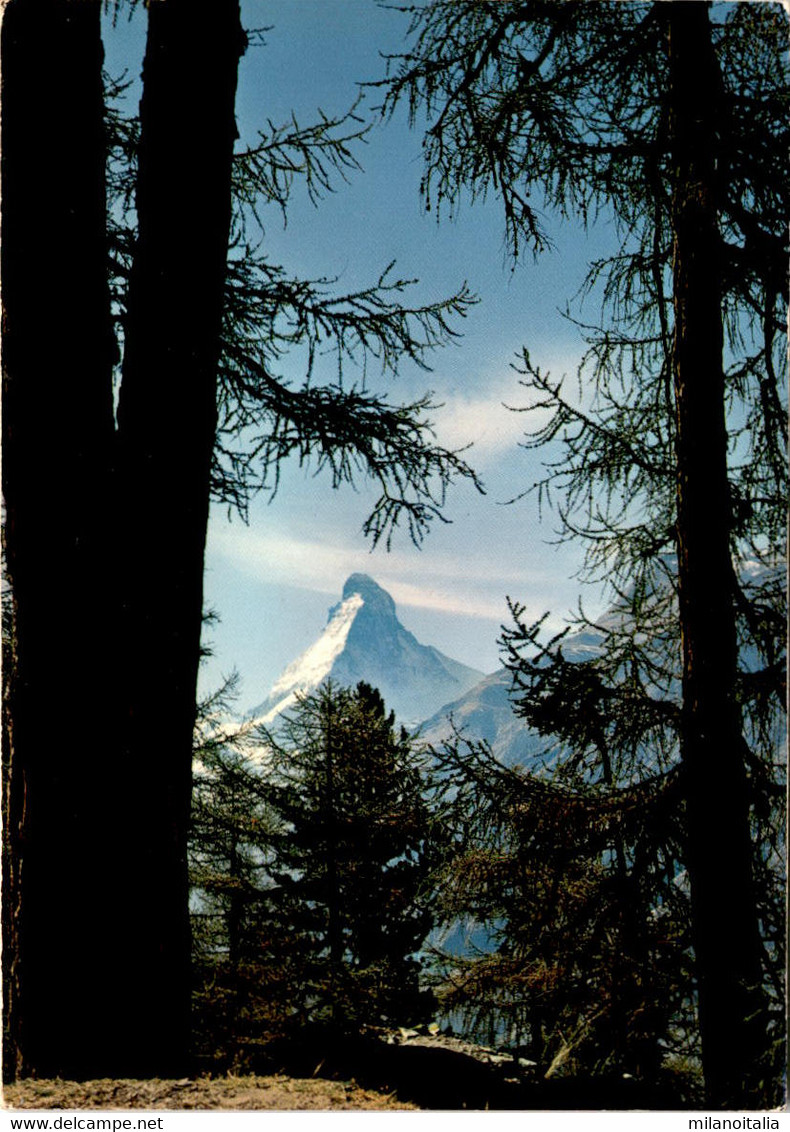 Matterhorn Vom Weg Nach Täschalp (46859) - Täsch