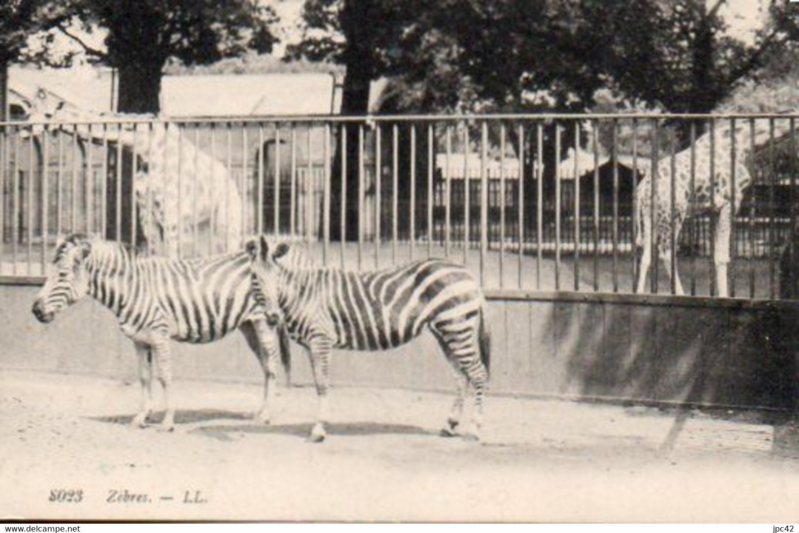 Vue - Zebre