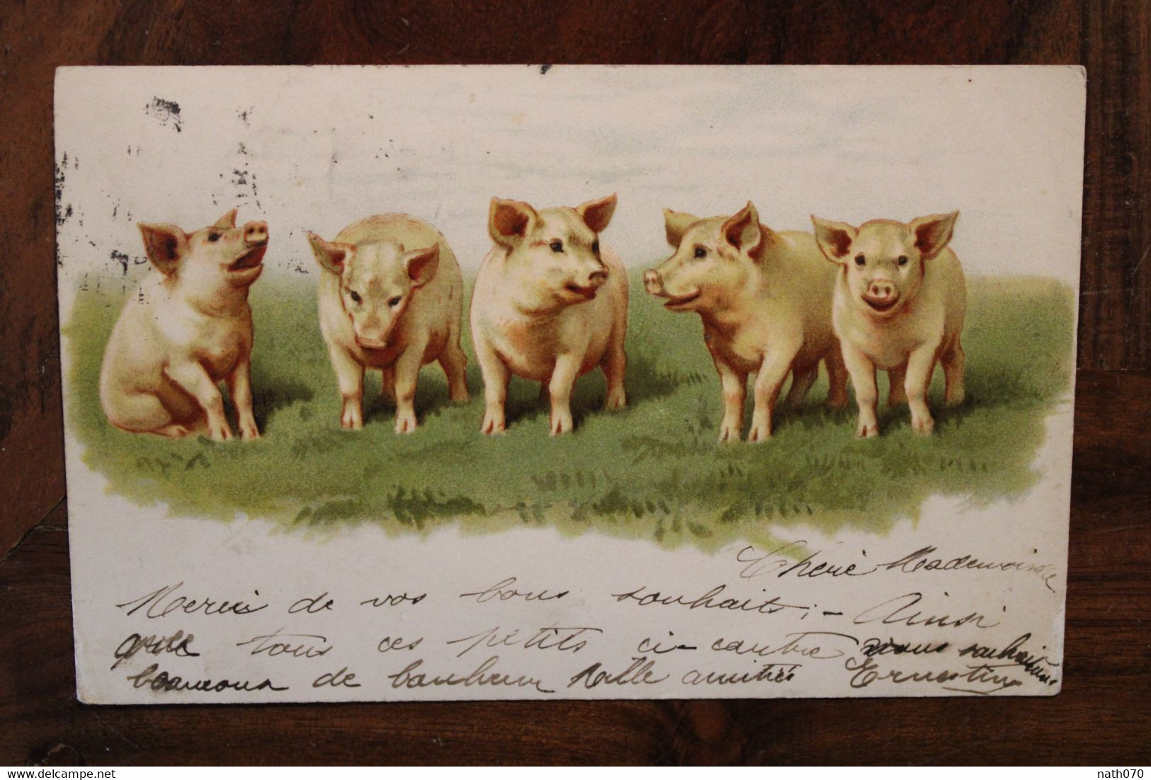 AK 1901 Animaux Cochons Porcelets Lithos Cpa - Cochons