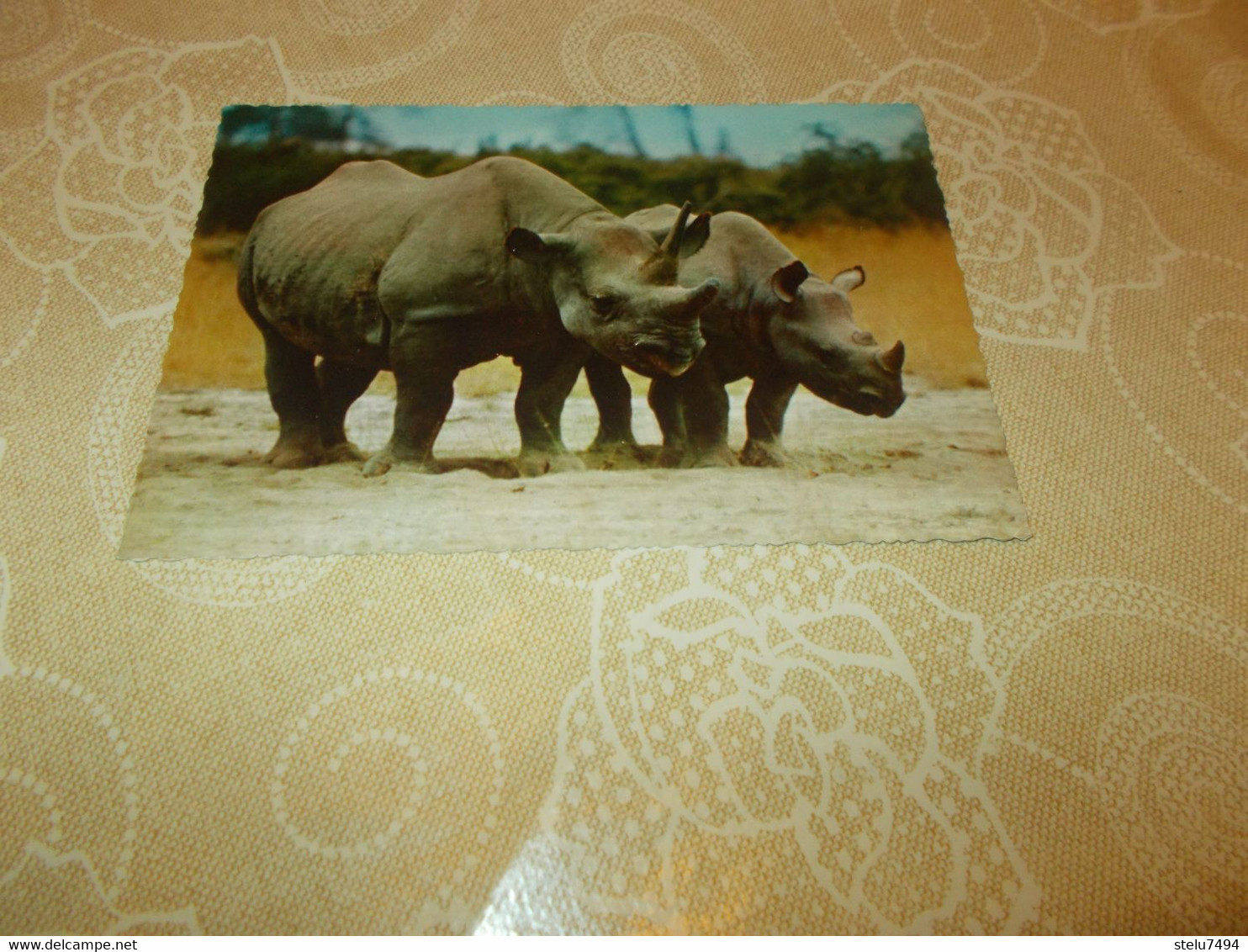 B834   Rinoceronte Non Viaggiata - Rhinozeros