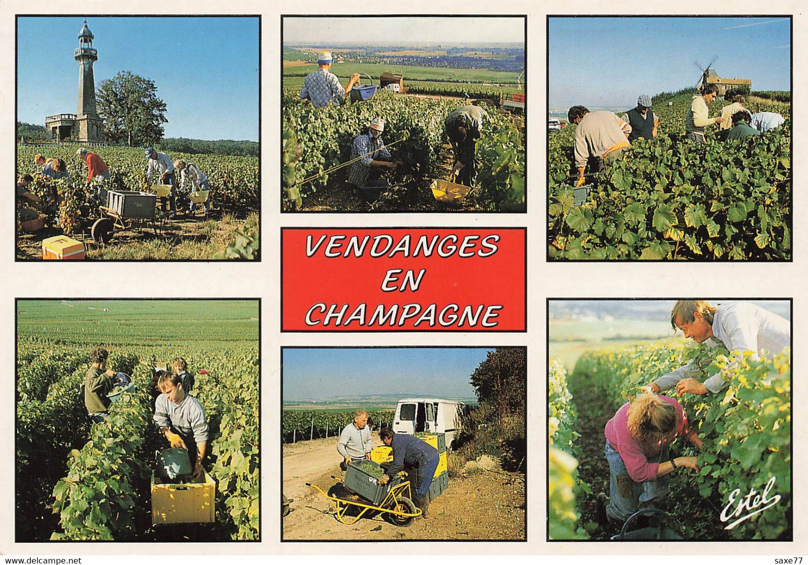 RTEGION - CHAMPAGNE - Les Vendanges - Multivues - Champagne-Ardenne