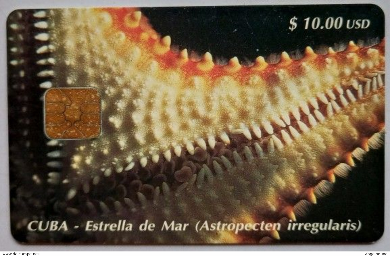 Cuba $10.00 USD " Starfish ( Astropecten Ireergularis ) " - Cuba