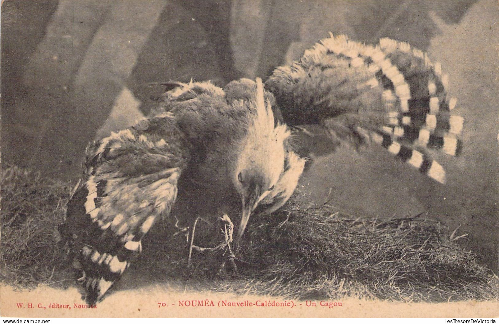 NOUVELLE CALEDONIE - NOUMEA - Un Cagou - Oiseau - WHC éditeur - Carte Postale Ancienne - Nouvelle Calédonie