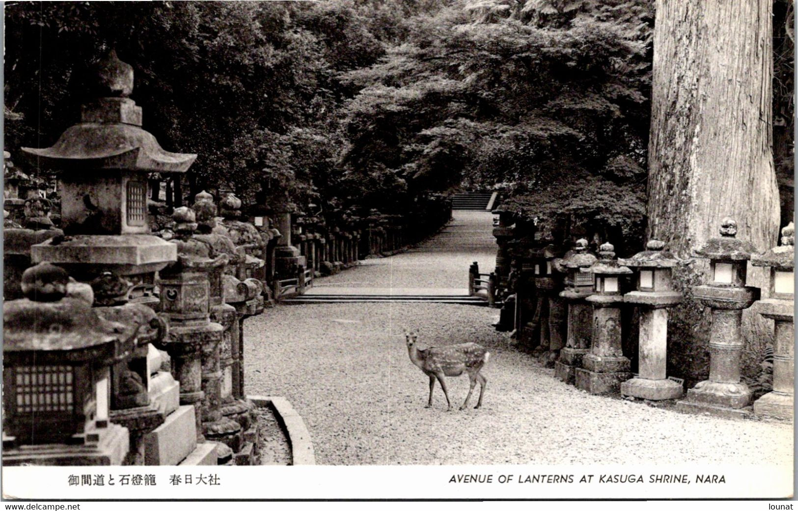 Asie - JAPON - NARA, Avenue Of Lanterns At Kasuga Shrine - Autres & Non Classés