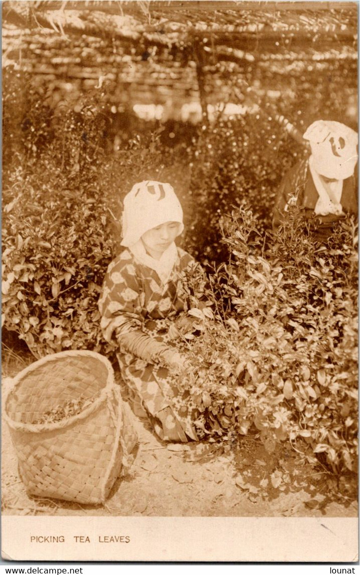 Asie  - Picking Tea Leaves - Carte Photo - Métier - Récolte Agriculture Japon - Autres & Non Classés